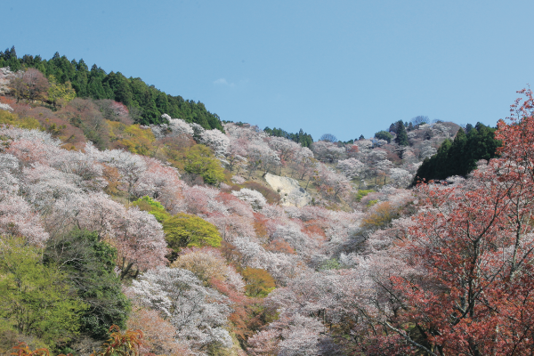 吉野の桜
