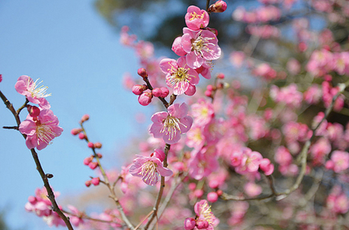 奈良 梅の名所＆絶景