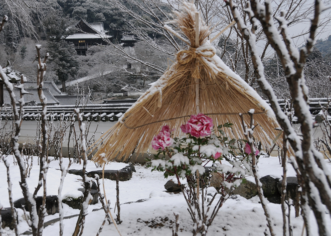 藁囲いの中で大輪の花を咲かせる冬牡丹。雪の日は、鮮やかな花色、緑の葉がひときわ美しく映える。