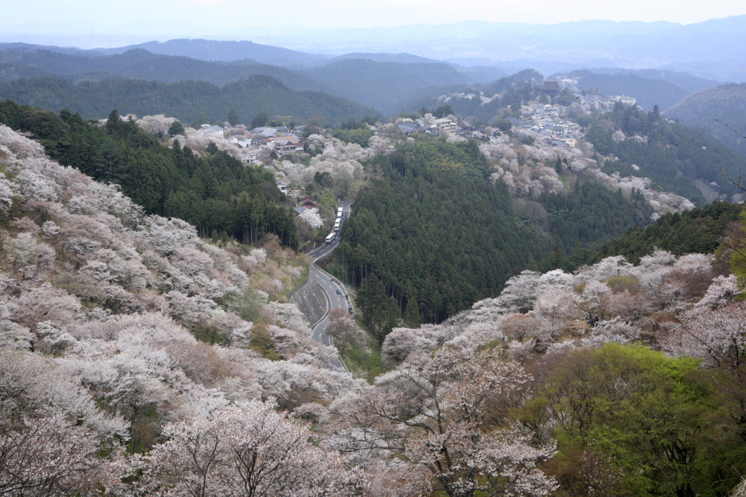 大和路をゆけば出逢える花景色。【特集】春爛漫、美しき奈良へ。知れば知るほど奈良はおもしろい。