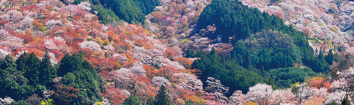 春爛漫、美しき奈良へ。