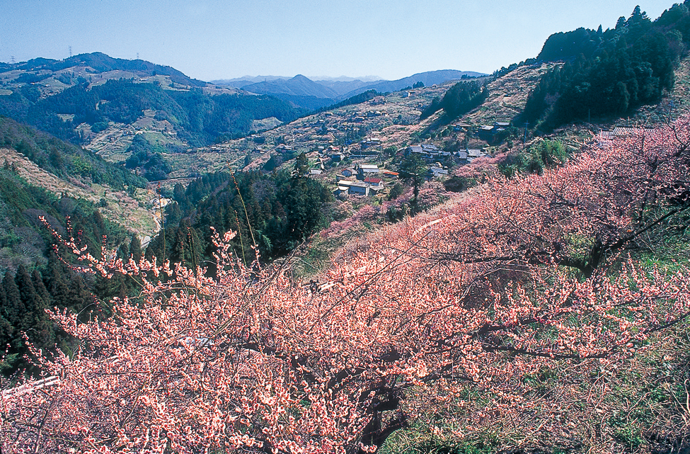 賀名生梅林（２月下旬～３月上旬）