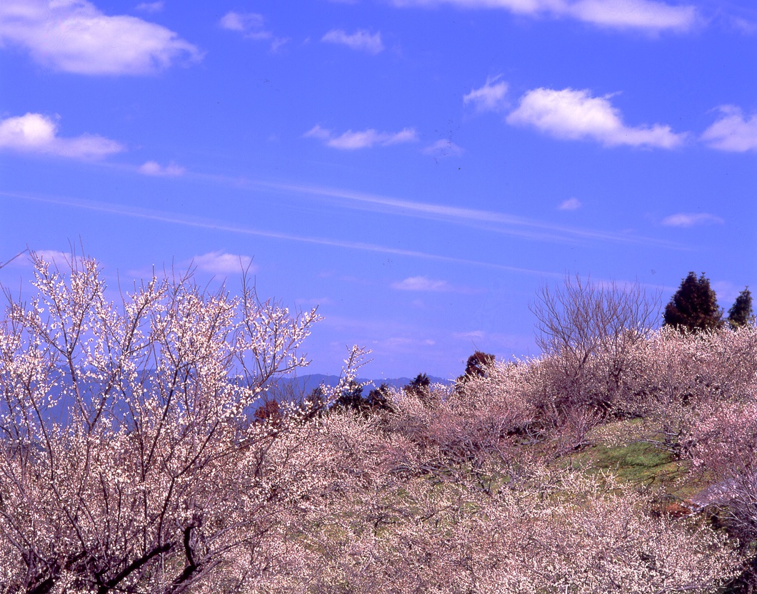 広橋梅林（2月下旬～3月下旬）