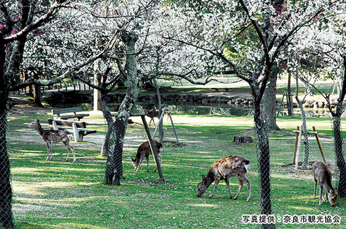片岡梅林（2月下旬 ～ 3月中旬）