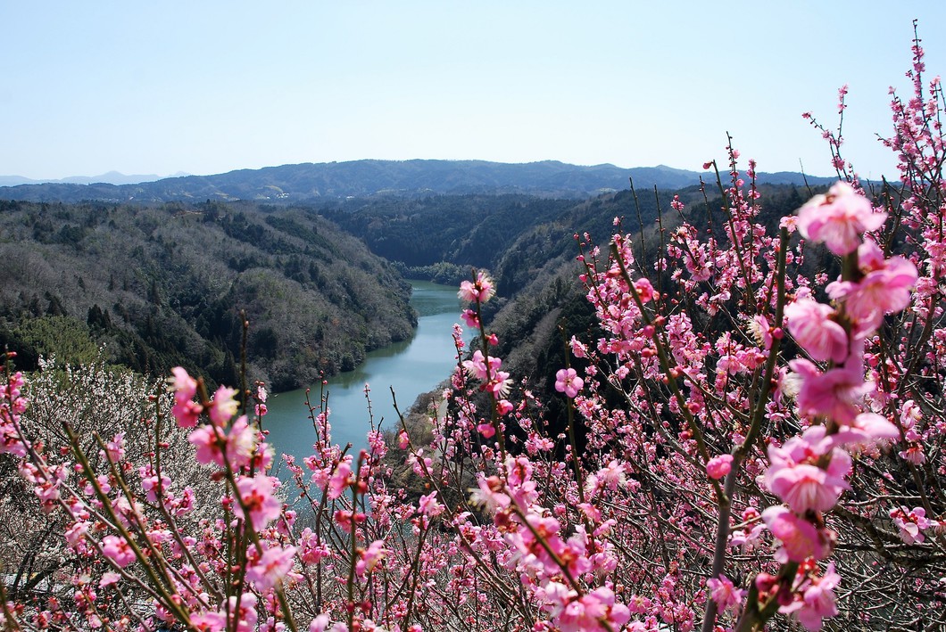 月ヶ瀬梅溪（2月中旬～3月）