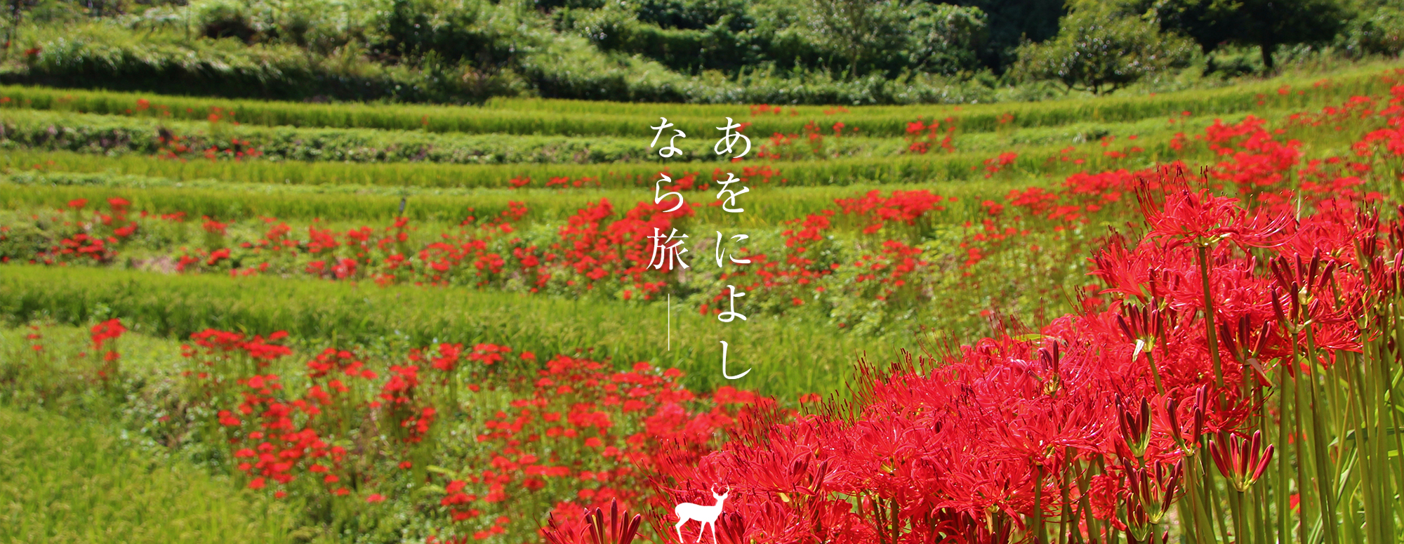 彼岸花（明日香村）