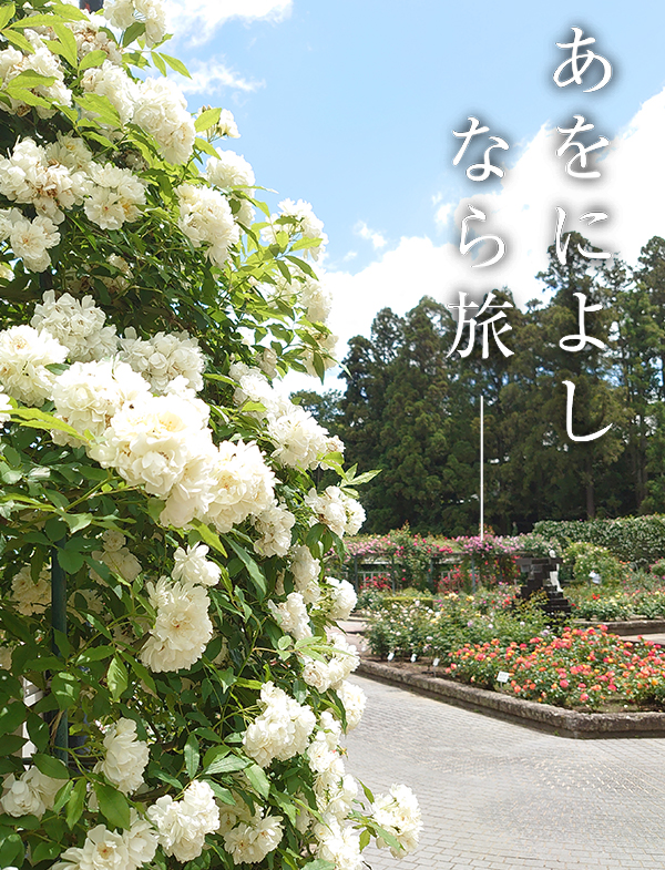 バラ（霊山寺）
