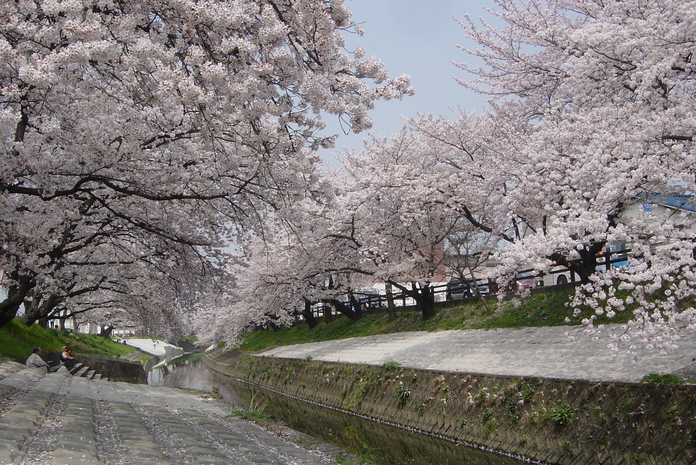 高田川の千本桜(高田川)