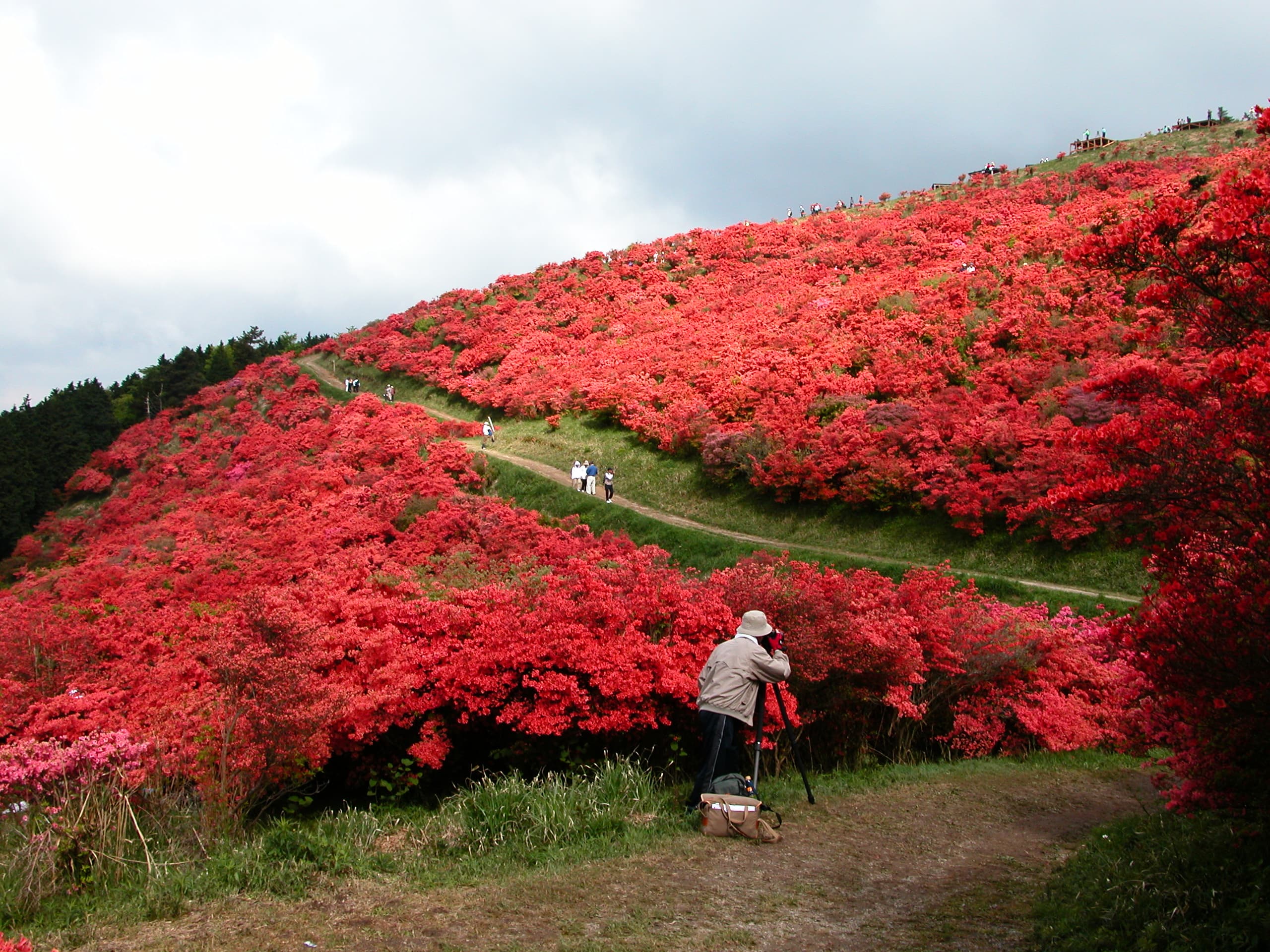 つつじ(葛城山)