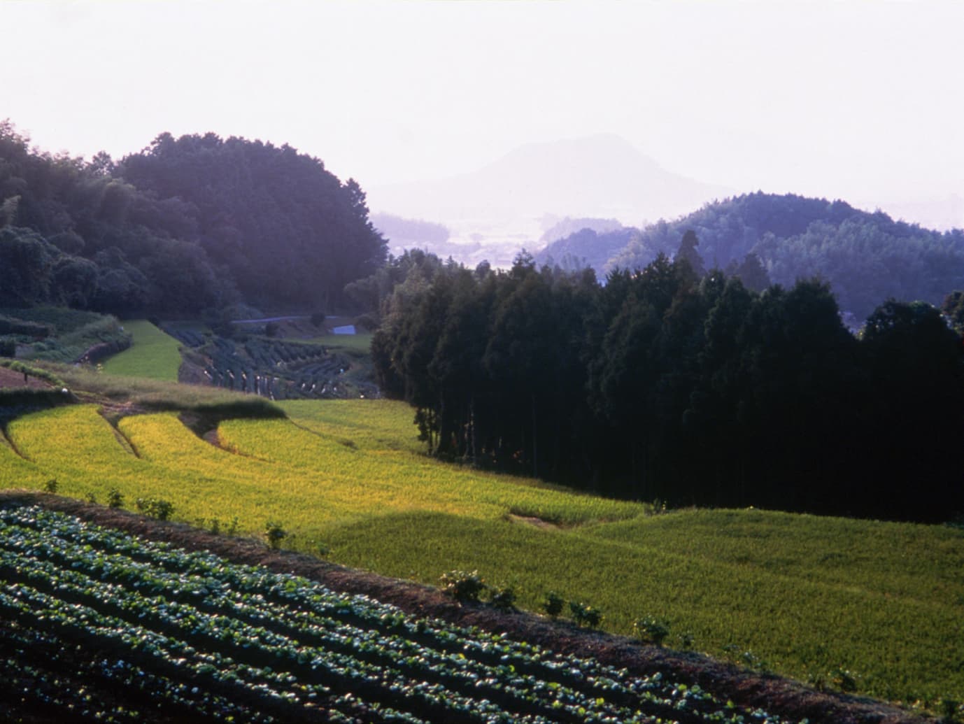 風景(飛鳥八釣の里)