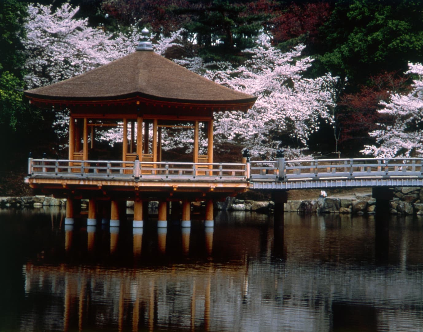 桜(奈良公園 浮見堂)