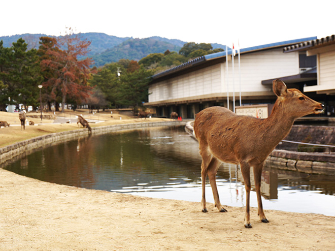 奈良国立博物館「超国宝展」について解説!