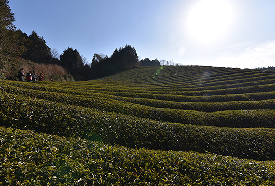 大和茶