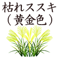 枯れすすき（黄金色）