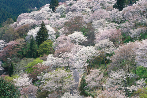 奈良大和路からの桜だより