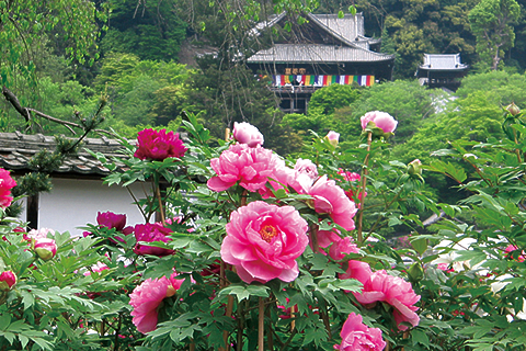 物語が心にしみる花景色