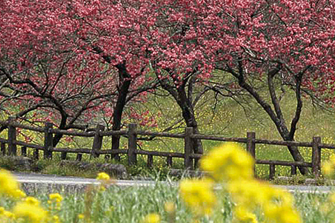 大和路をゆけば出逢える花景色。