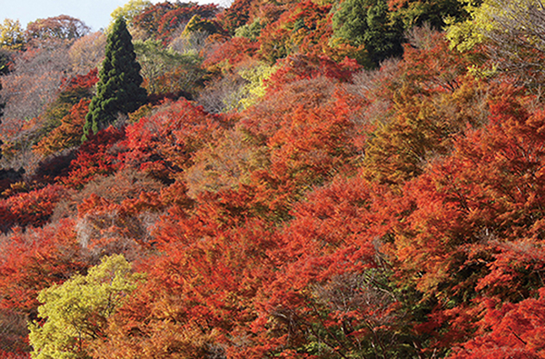 吉野山(11月上旬~12月上旬)