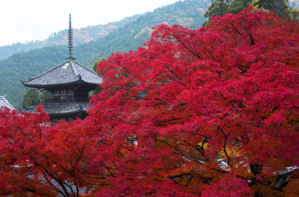 壷阪寺(紅葉)