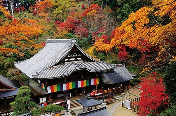 岡寺（紅葉）