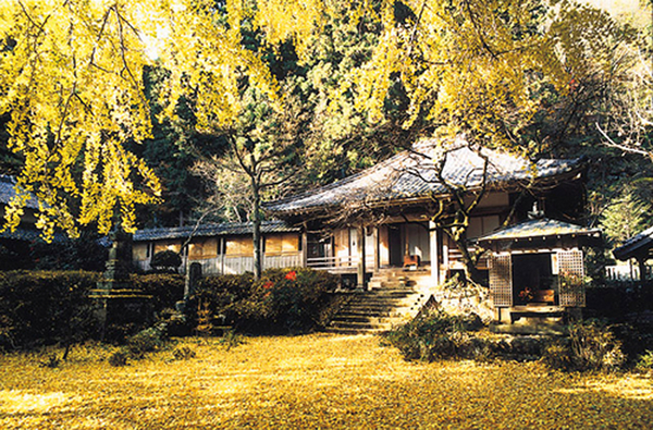 戒長寺（オハツキイチョウ）