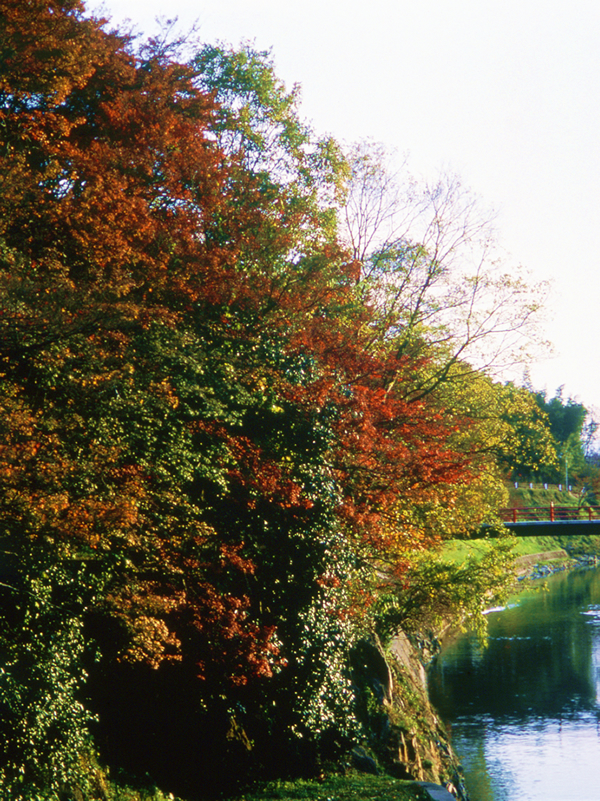 竜田川（紅葉）