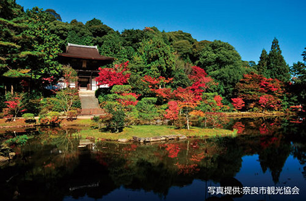 円成寺(紅葉)