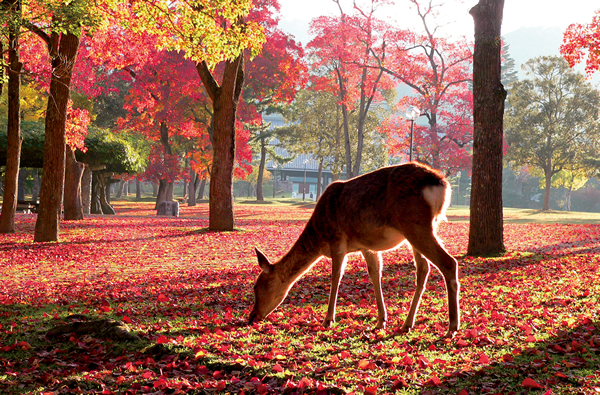 奈良公園(紅葉)