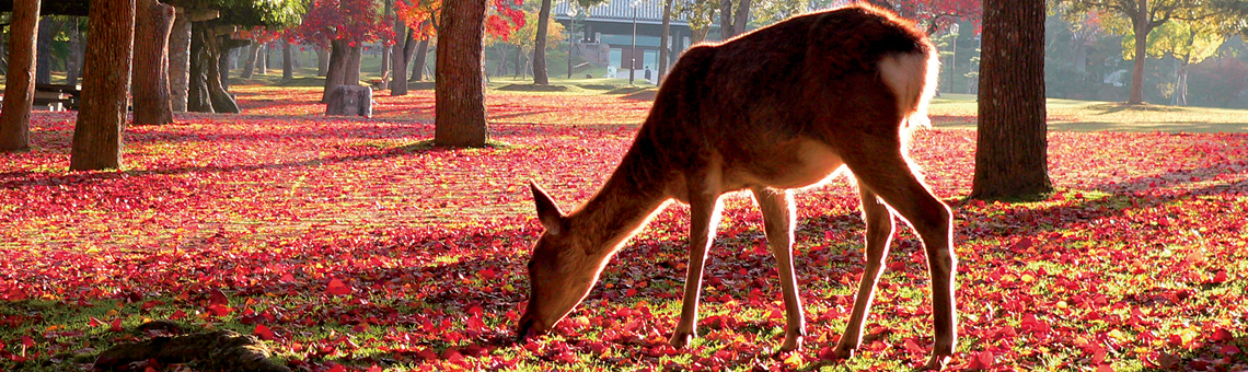 秋色に染まる、奈良大和路の紅葉だより