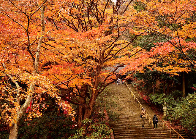 国宝の伽藍が紅に染まる女人高野、室生寺。