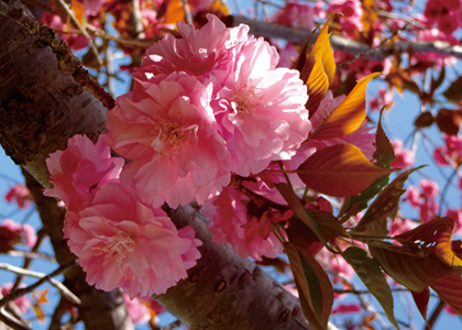 八重桜