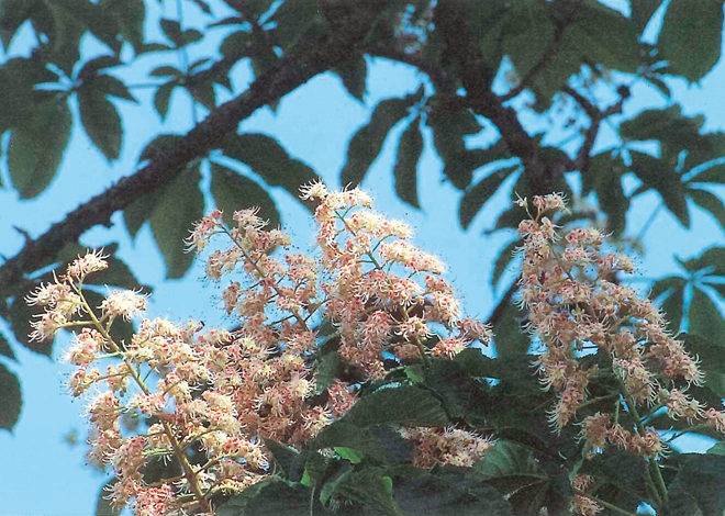 栃の花