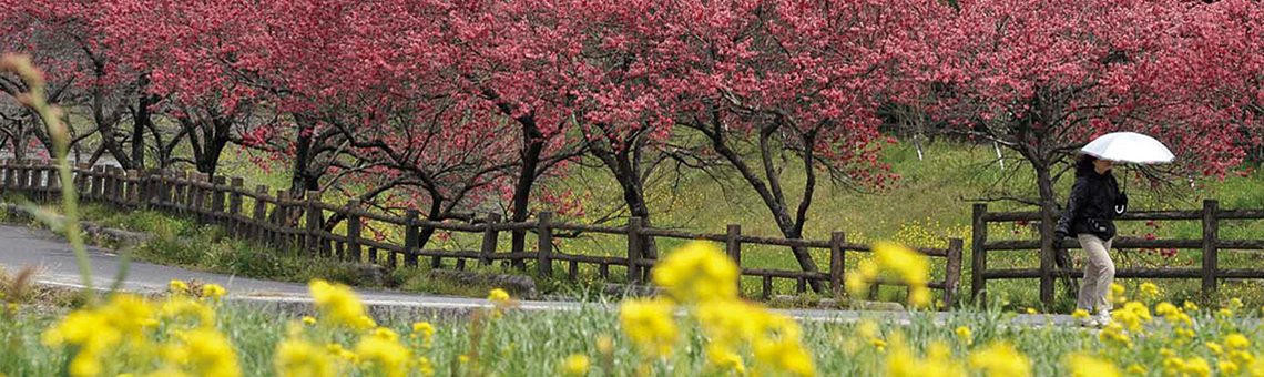 大和路をゆけば出逢える花景色。