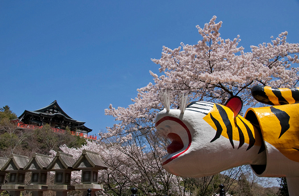 信貴山朝護孫子寺（桜）