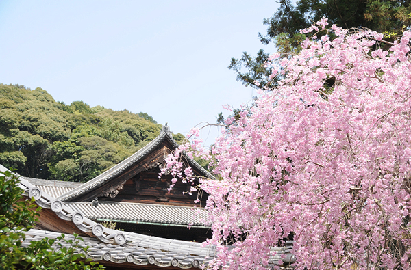 長谷寺