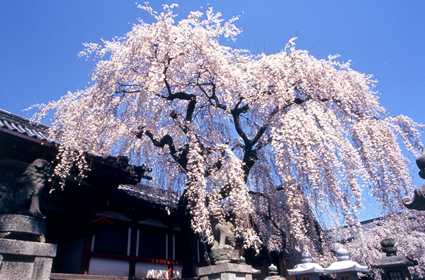 氷室神社(奈良市)（枝垂れ桜）