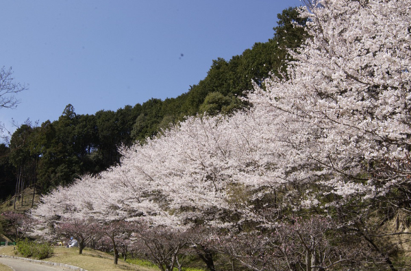 葛城山麓公園（桜）