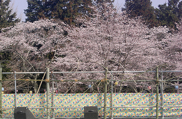 旧柳生藩陣屋跡（桜）