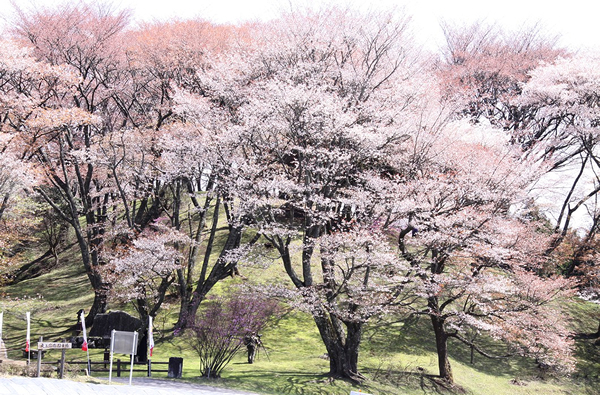 丸山公園