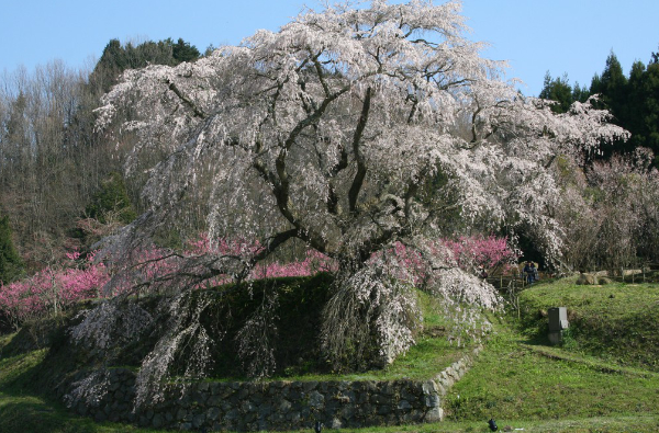 又兵衛桜(本郷の瀧桜)