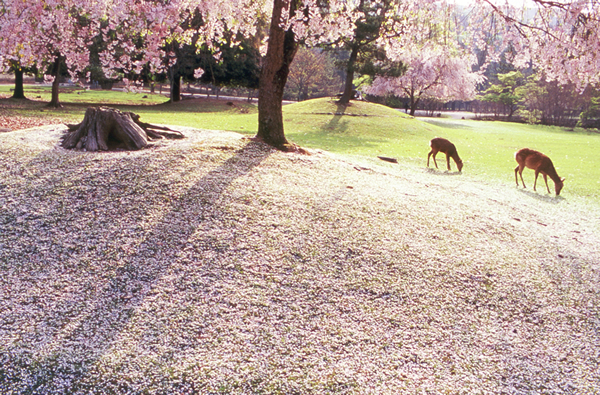 奈良公園（桜）