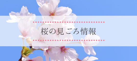 桜の見ごろ情報