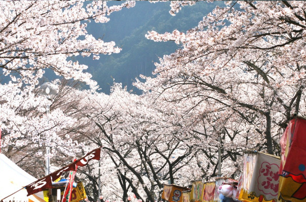 下北山スポーツ公園（3月下旬～4月上旬）
