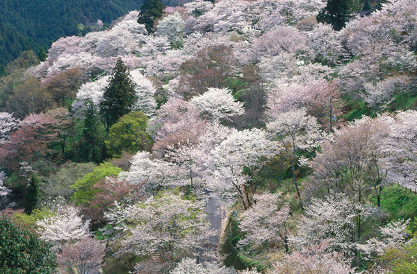 吉野山（4月上旬 ～ 4月中旬）