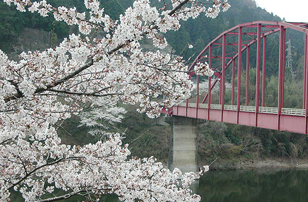 月ヶ瀬梅溪（桜）