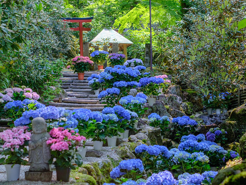 アジサイと岡寺の画像