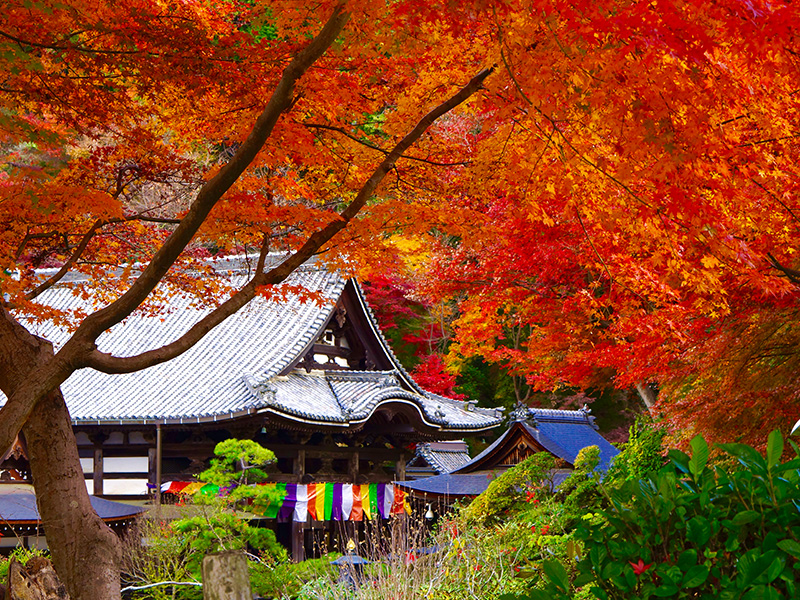 紅葉と岡寺の画像