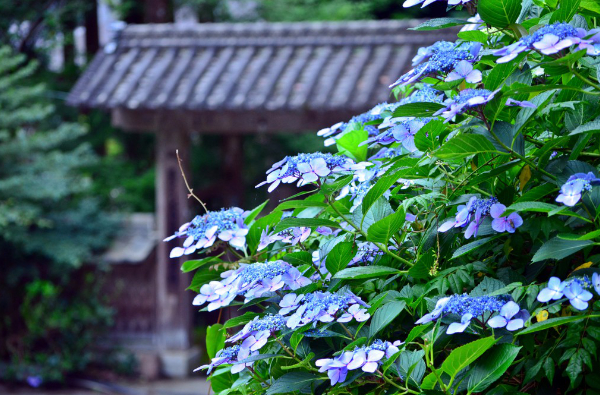 吉野山(6月中旬~7月上旬)