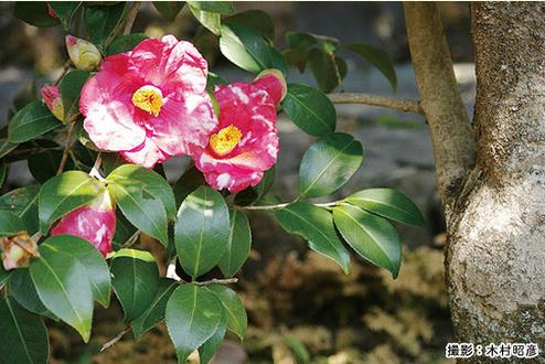 東大寺 開山堂（椿）
