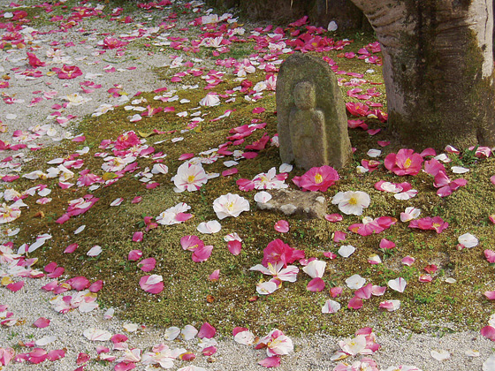 白毫寺（五色椿）